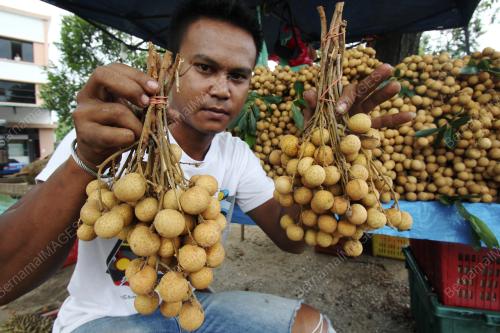 PH02_09082017_LONGAN