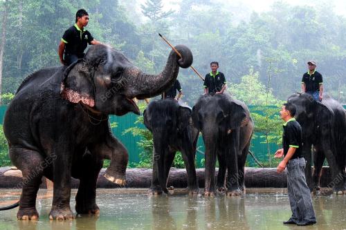 PUSAT GAJAH