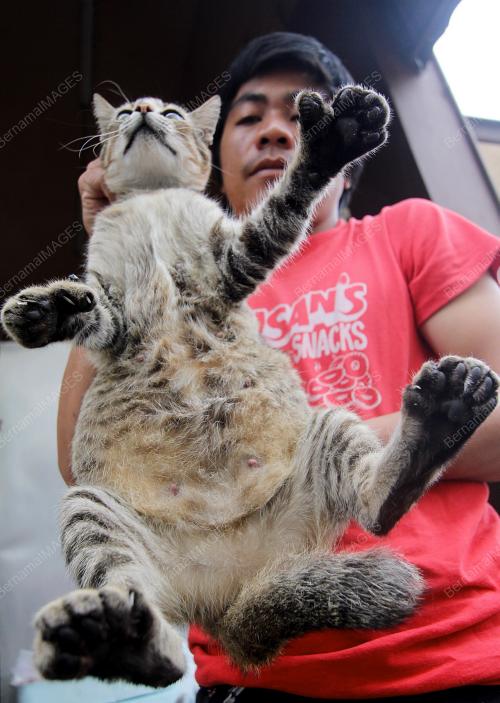 KUCING BERJARI ENAM