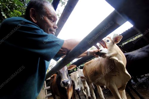 PH02_11102013_LEMBU