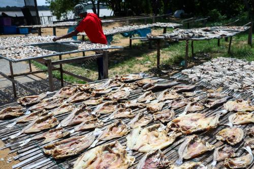 CUACA PANAS RAHMAT BUAT PENGUSAHA IKAN MASIN