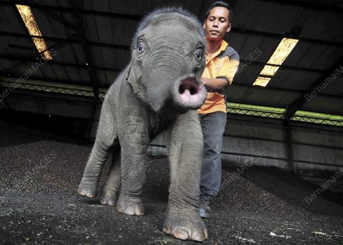 PH02_14072013_GAJAH