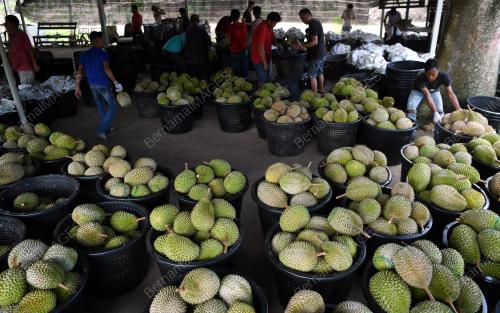 PH02_14072018_DURIAN