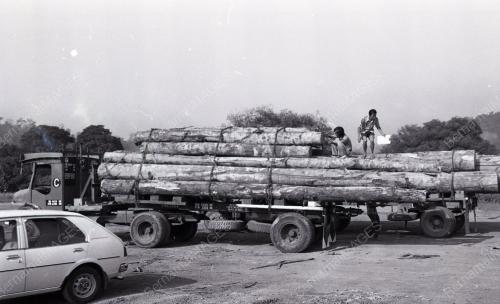 PEMERIKSAAN KAYU BALAK