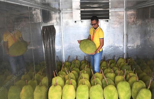 PH02_15072019_NANGKA