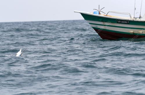 PH02_15092018_BILLFISH