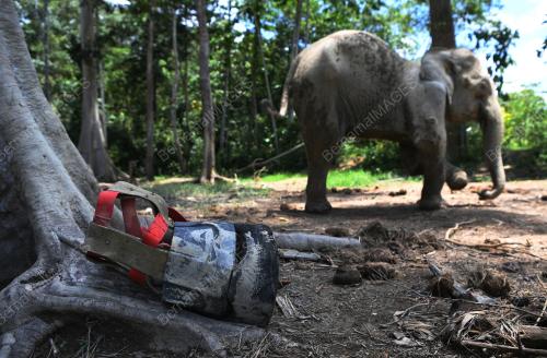 PH02_15102019_GAJAH_KUDUNG