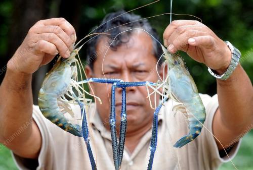 PH02_15122012_UDANG