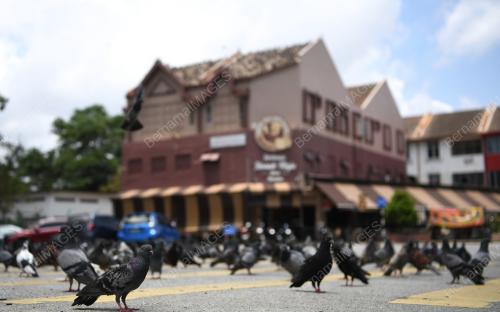 BURUNG MERPATI TARIKAN PELANCONGAN