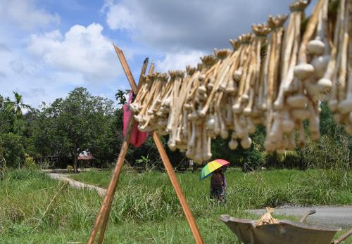 CENDAWAN HUJAN