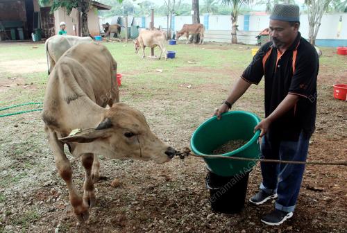 TINJAUAN LEMBU KORBAN