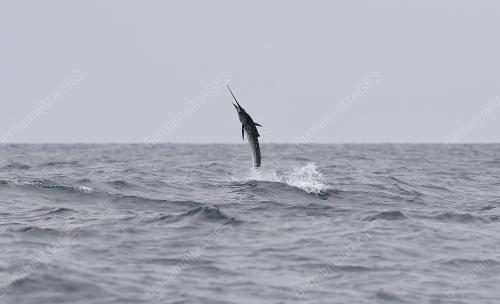 PH02_16092018_BILLFISH