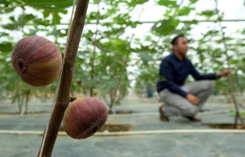 PH02_16102018_BUAH_TIN