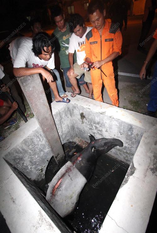 TAPIR TERPERANGKAP DALAM PARIT