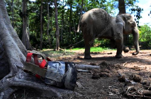 PH02_17102019_GAJAH_KUDUNG