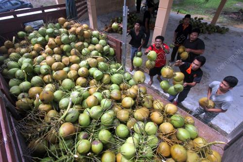 PH02_18022016_KELAPA