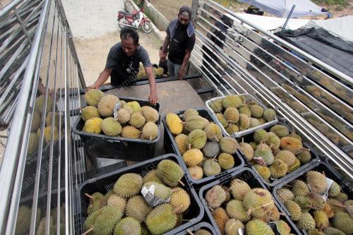 MUSIM BUAH DURIAN