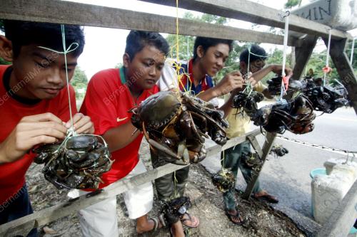 KETAM NIPAH