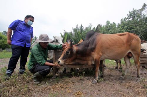 LEMBU KORBAN