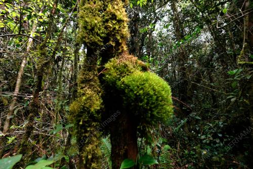 HUTAN MOSSY DI CAMERON HIGHLANDS