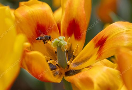 BUNGA TULIP