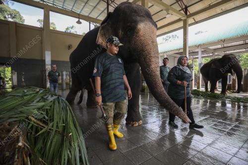 MAHUT (PENGEMBALA GAJAH) WANITA