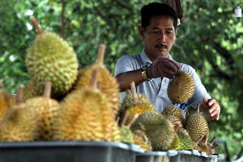 PH02_22062019_DURIAN