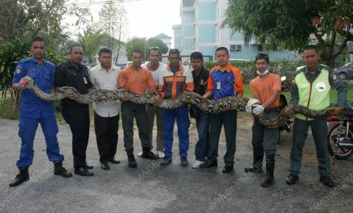 ULAR SAWA DITANGKAP
