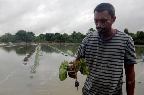 KEBUN TEMBIKAI DILANDA BANJIR