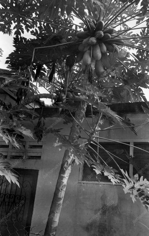 PH02_24062019_POKOK_BETIK