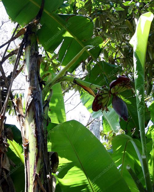 POKOK PISANG