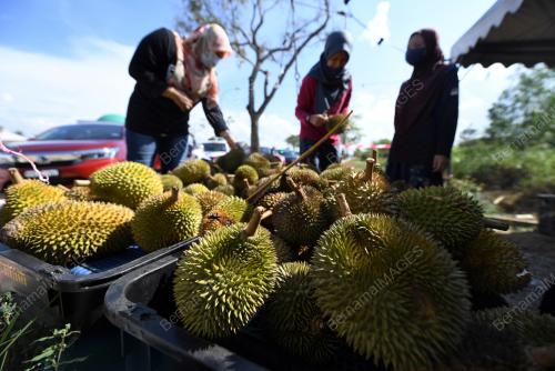DURIAN PKP