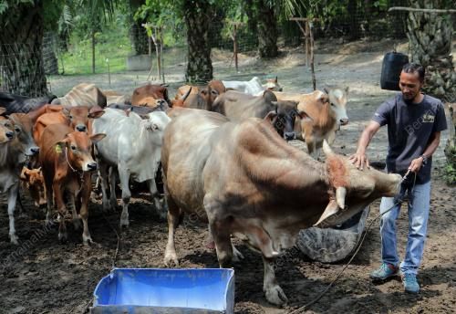 PH02_25092019_LEMBU