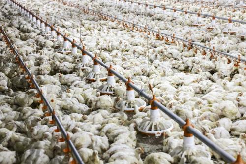 KOMPLEKS LADANG AYAM PEDAGING (SISTEM TERTUP) FELCRA