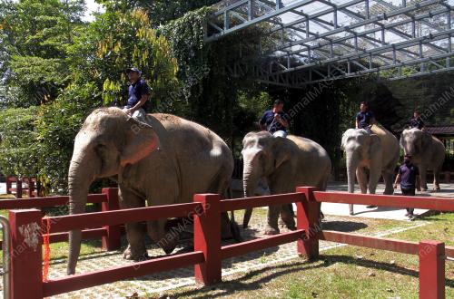 PUSAT KONSERVASI GAJAH KEBANGSAAN (PKGK) KUALA GANDAH
