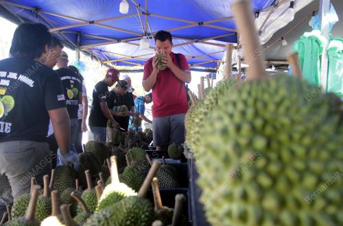 MUSIM BUAH DURIAN