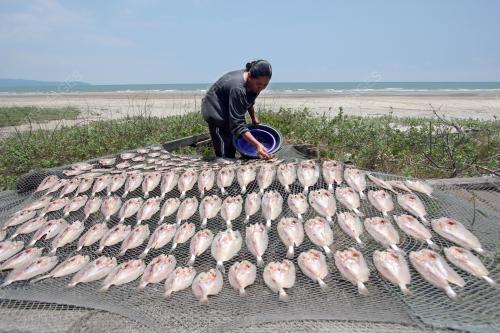 PH02_29032016_IKAN_KERING