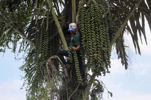 PERNIAGAAN BUAH KABUNG