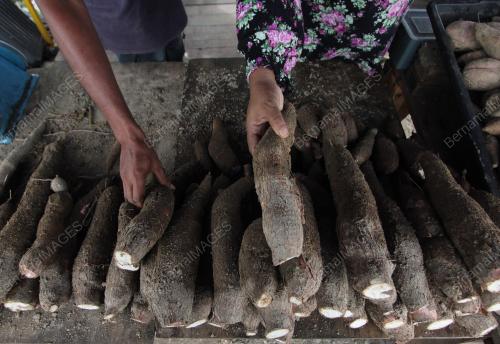 MENJUAL UBI KAYU
