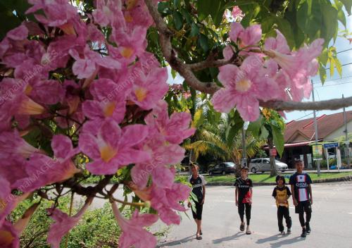 BUNGA POKOK TECOMA BERKEMBANG MEKAR MUSIM PANAS