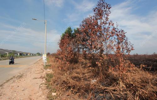HUTAN TANAH GAMBUT TERBAKAR AKIBAT CUACA PANAS