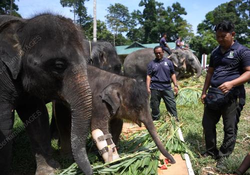 PH03_02092018_GAJAH_BN201809017120