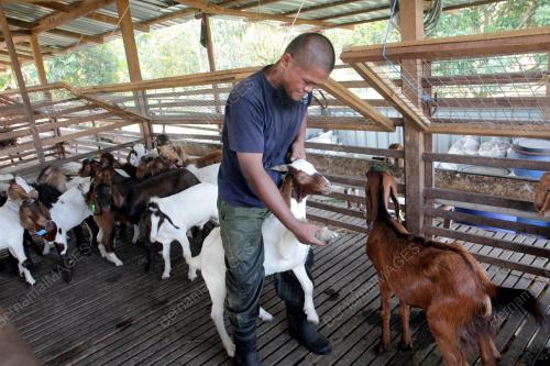 TINJAUAN DI KANDANG KAMBING MENJELANG AIDILADHA