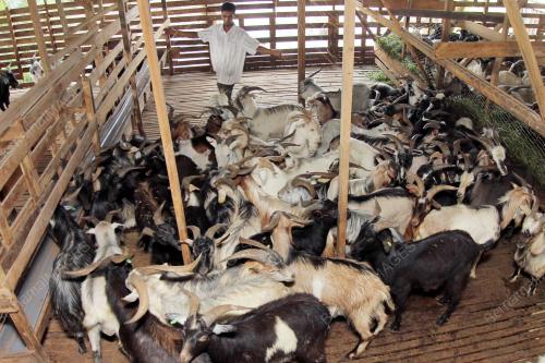PH03_03102014_KAMBING