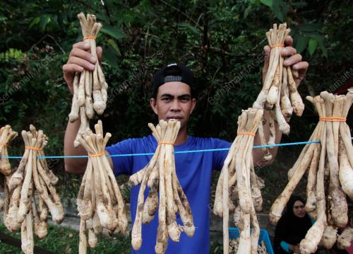 PENIAGA CENDAWAN TAHUN