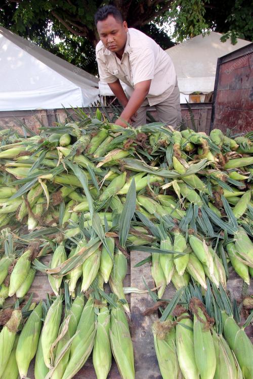 PH03_05052014_JAGUNG