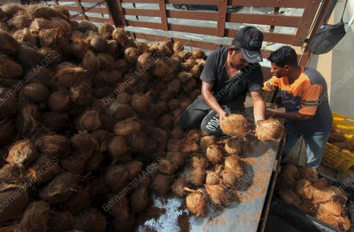 PH03_05052019_KELAPA