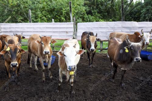 LEMBU KORBAN AIDILADHA
