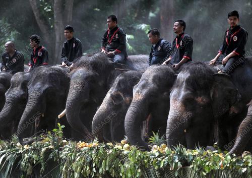 PH03_05092015_GAJAH