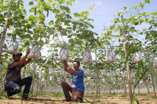 PH03_06122015_KEBUN